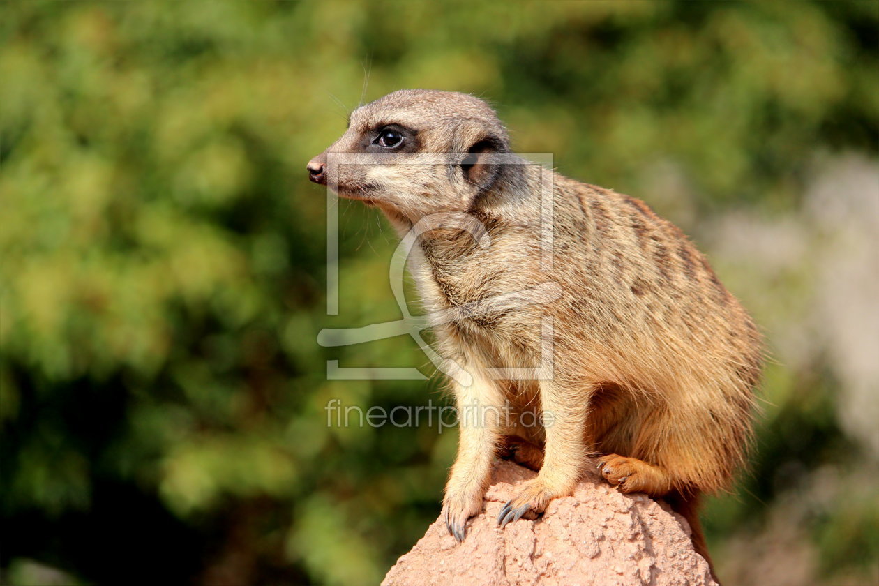 Bild-Nr.: 11482549 Erdmännchen erstellt von Heike Hultsch