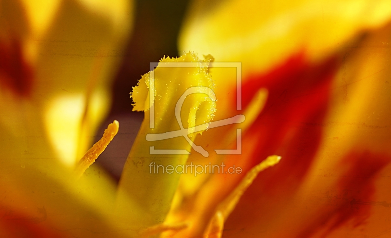 Bild-Nr.: 11483548 Heart of tulip erstellt von youhaveadream