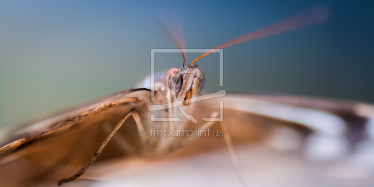 Bild-Nr.: 11483579 butterfly erstellt von Richard-Young