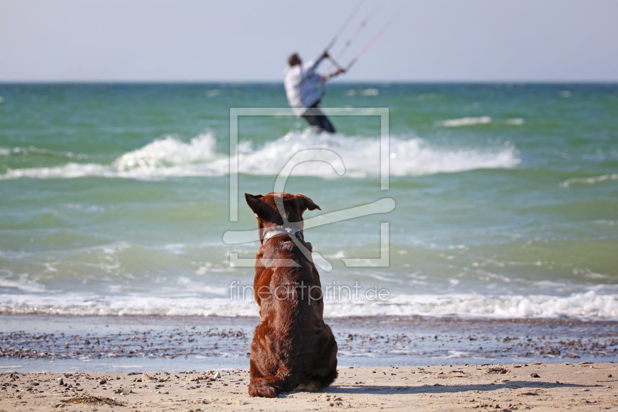 Bild-Nr.: 11484055 Kite Dog erstellt von FotoDeHRO