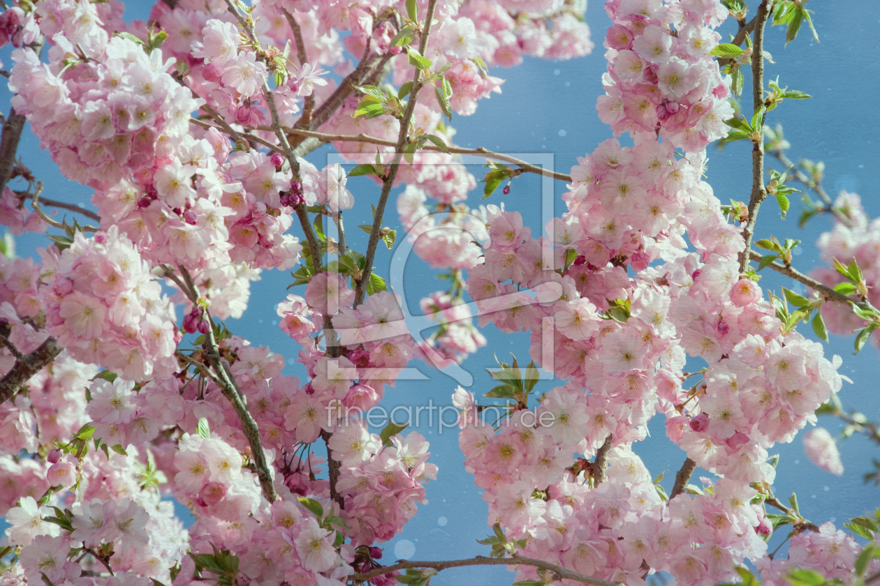 Bild-Nr.: 11484472 Kirschblüten erstellt von Steffen Gierok