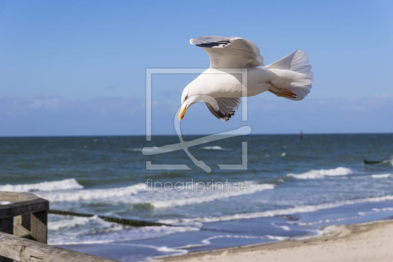 Bild-Nr.: 11484526 Seemöwe an der Ostsee erstellt von Wolfgang Zwanzger