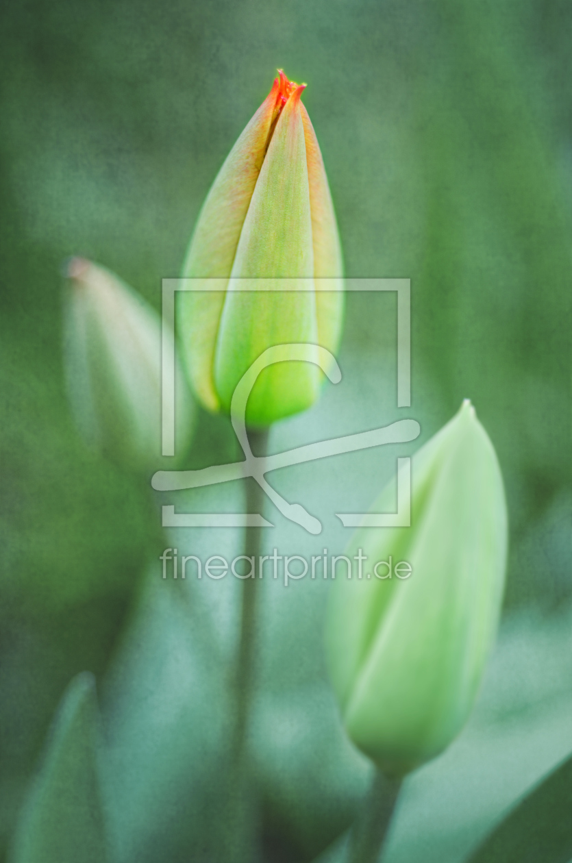 Bild-Nr.: 11484642 tulips erstellt von Rolf Eschbach