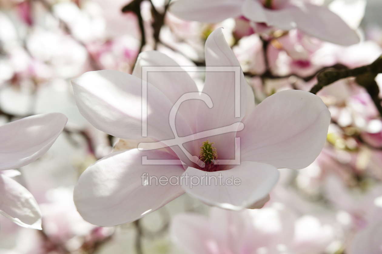 Bild-Nr.: 11484726 Duft der Magnolien Blüten erstellt von Tanja Riedel