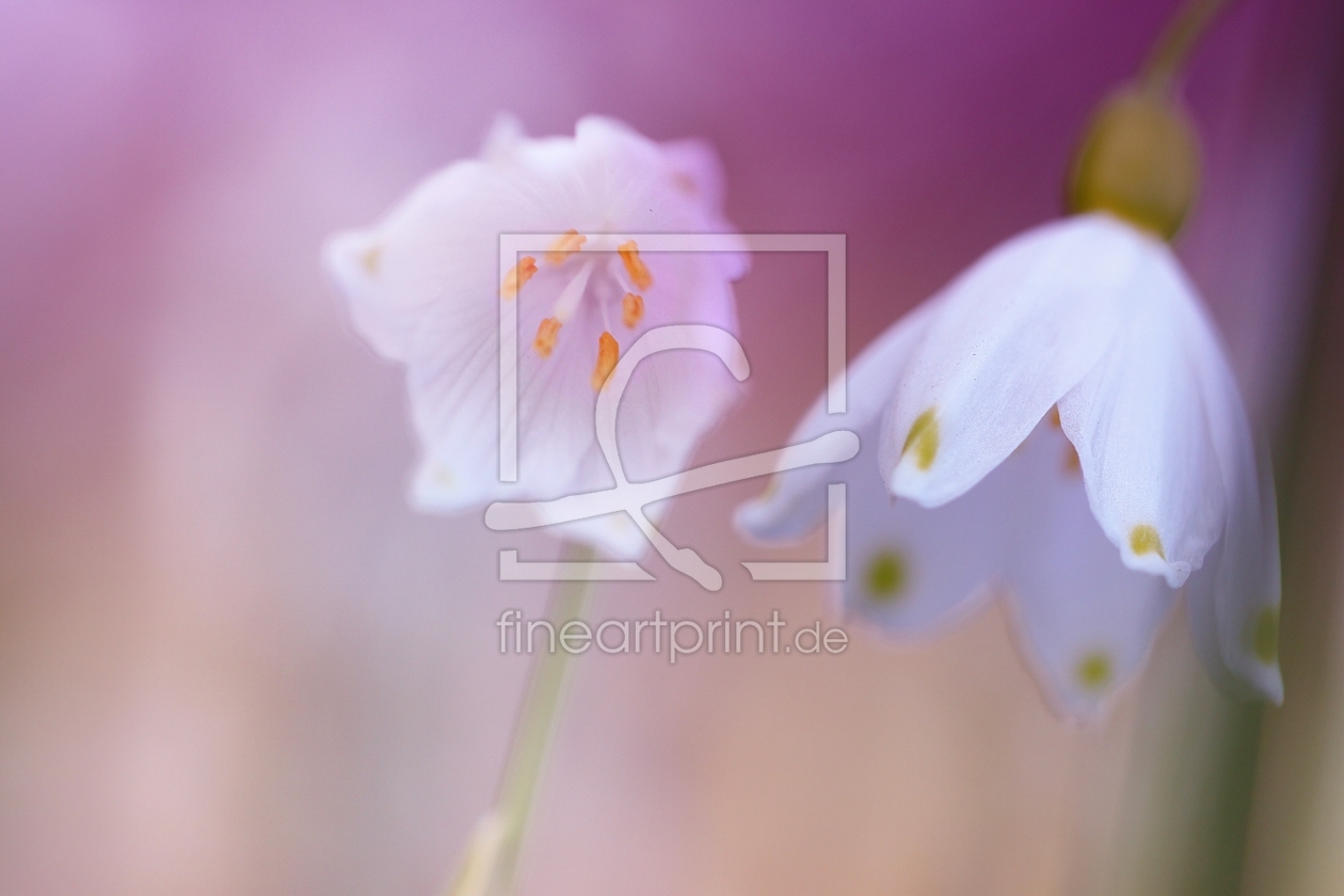 Bild-Nr.: 11484753 Frühlings-Knotenblume Leucojum vernum erstellt von Renate Knapp
