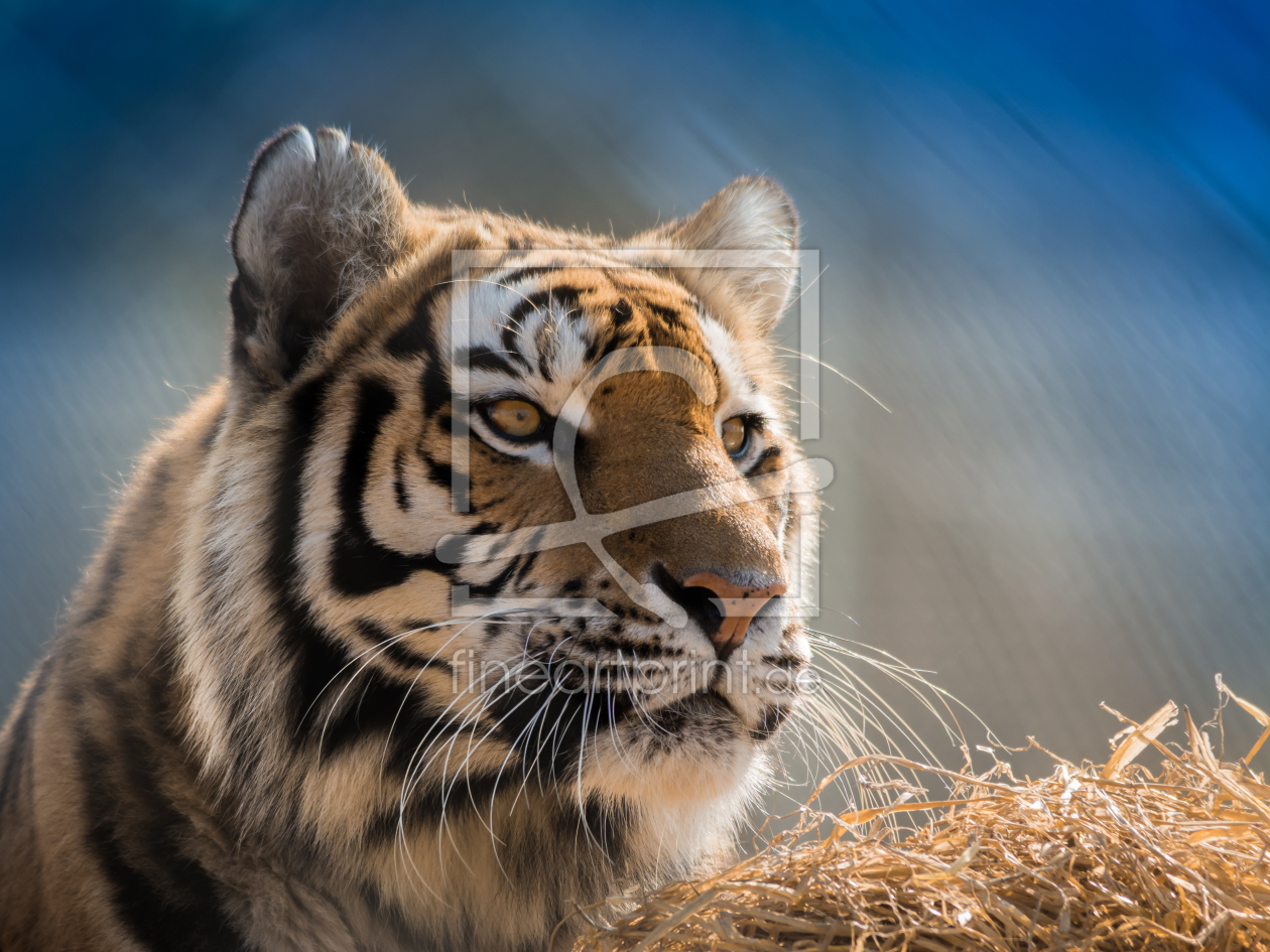 Bild-Nr.: 11484954 Panthera tigris altaica erstellt von Richard-Young