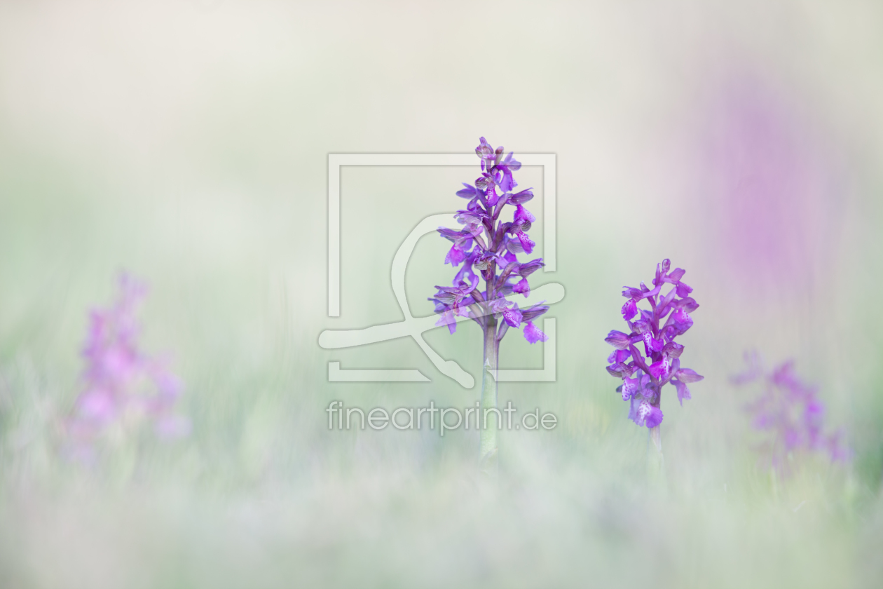 Bild-Nr.: 11485437 Anacamptis morio 1 erstellt von Henrik Spranz