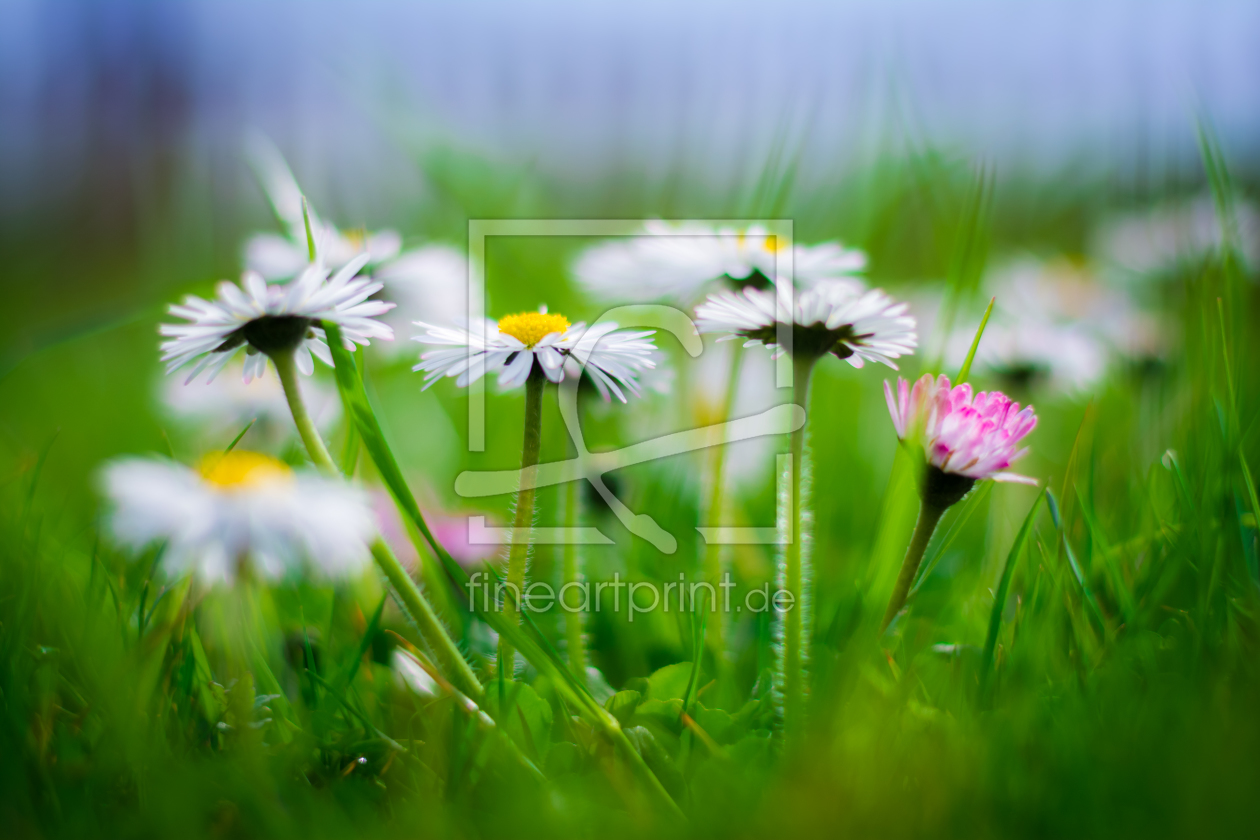 Bild-Nr.: 11485466 FRÜHLING erstellt von Richard-Young