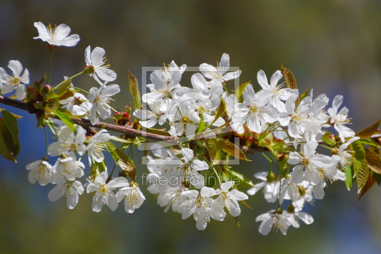 Bild-Nr.: 11485490 Wildkirsche I erstellt von gabii40