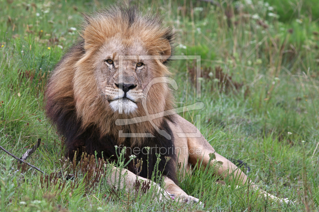 Bild-Nr.: 11485571 Panthera leo erstellt von Thomas Herzog