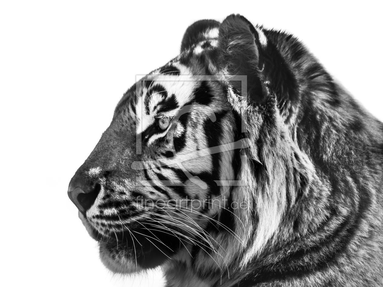 Bild-Nr.: 11485810 Panthera tigris altaica erstellt von Richard-Young