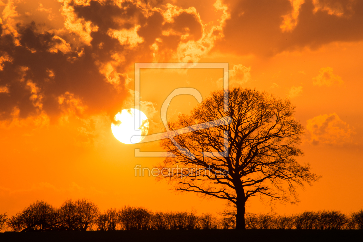 Bild-Nr.: 11485835 Rotbusch Bild-Nr.: 11485835 Rotbusch erstellt von bsBild