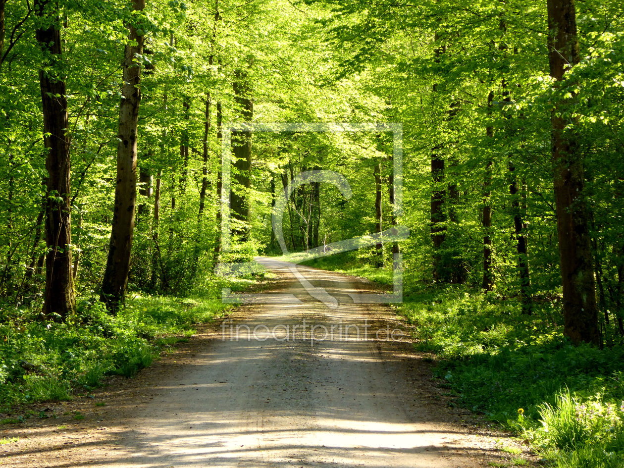Bild-Nr.: 11486083 Waldweg im Frühling erstellt von Hundepfoetchen