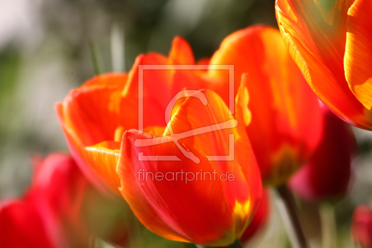 Bild-Nr.: 11486087 Tulpenblüte erstellt von Erich Werner