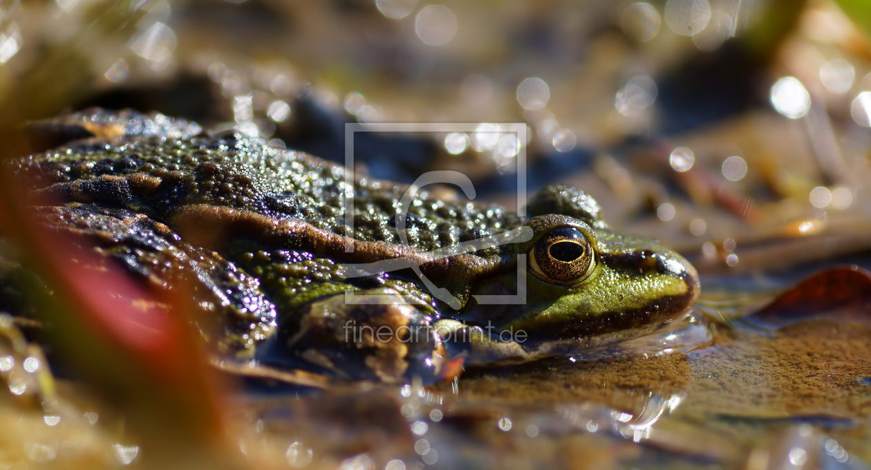 Bild-Nr.: 11486576 Sunbathing frog erstellt von youhaveadream