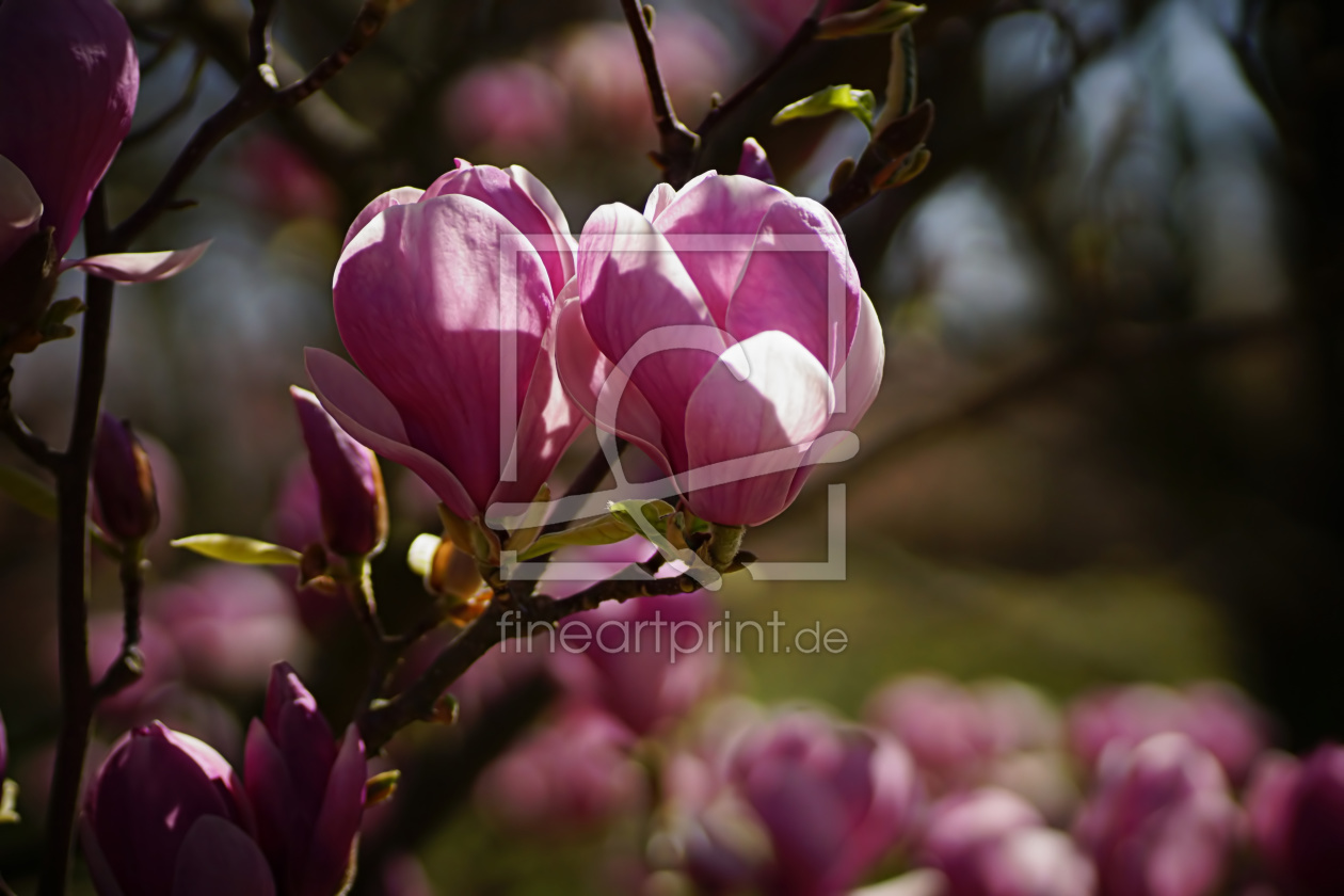 Bild-Nr.: 11486578 I love Magnolia erstellt von youhaveadream