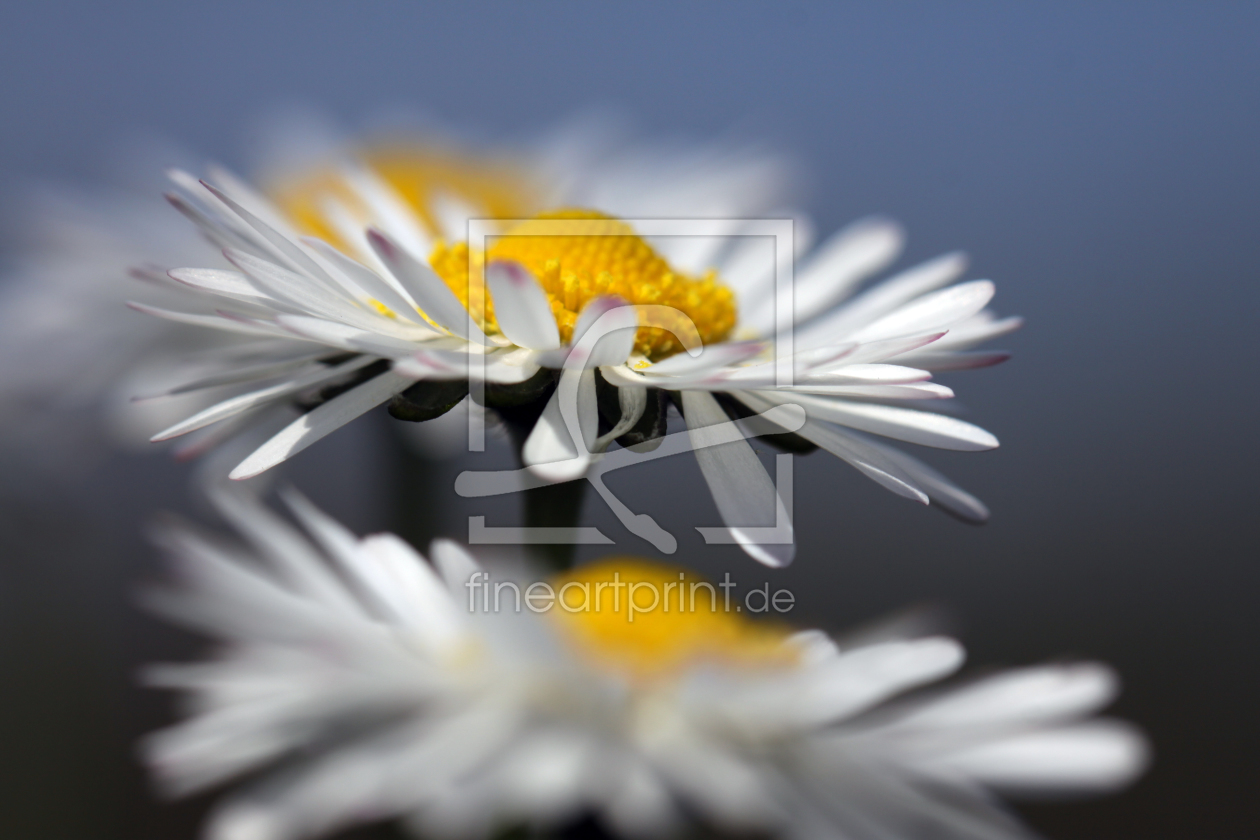 Bild-Nr.: 11486811 Gänseblümchen Bellis perennis erstellt von Renate Knapp