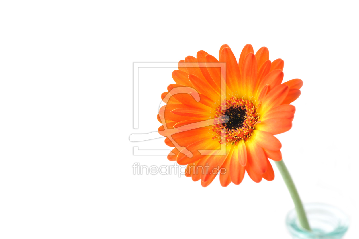 Bild-Nr.: 11486929 Orange gerbera . Macro. Gerbera jamesonii.  erstellt von O-Dobryanska