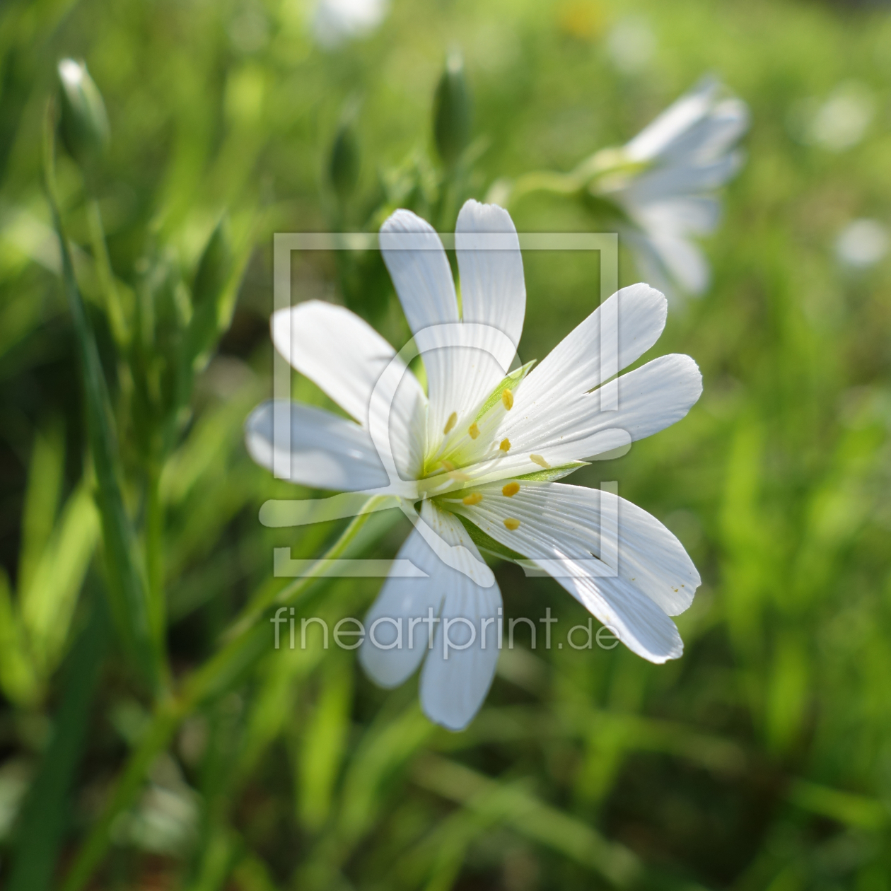 Bild-Nr.: 11486952 Stellaria erstellt von LiaF