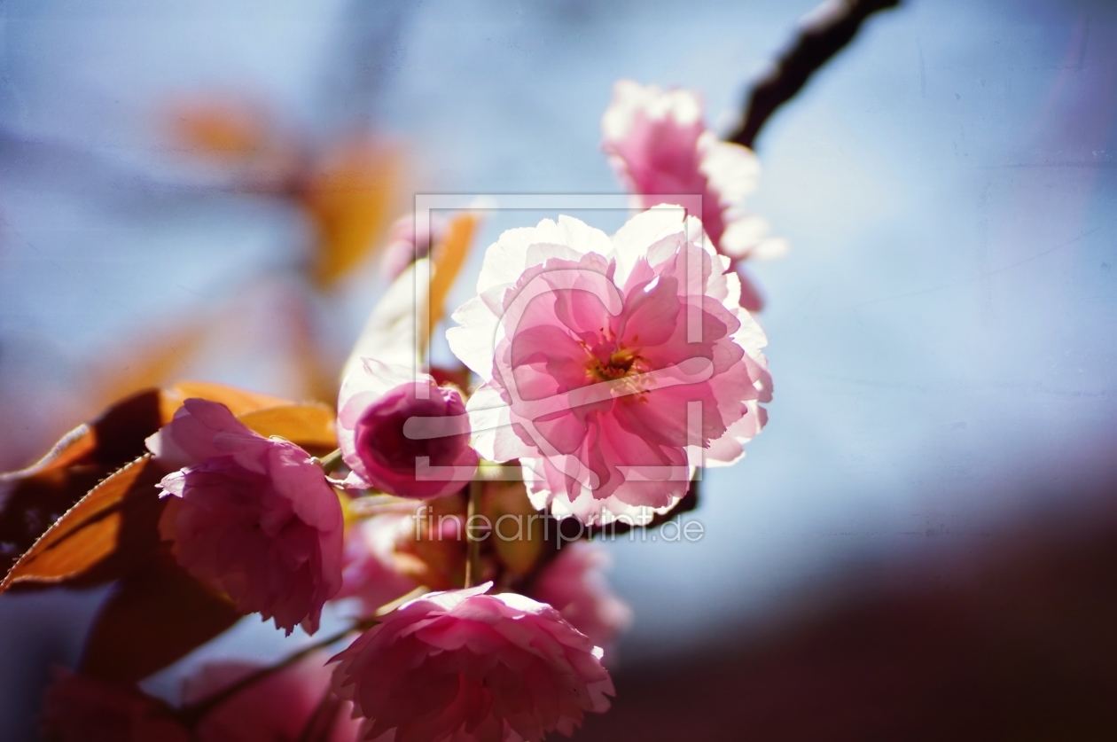 Bild-Nr.: 11487065 Cherry Blossoms erstellt von youhaveadream