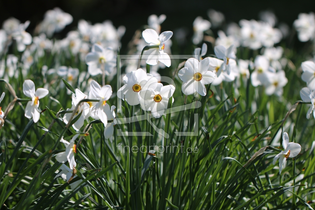 Bild-Nr.: 11487259 Weiße Narzisse, Dichternarzisse, Narcissus poeticus erstellt von Renate Knapp