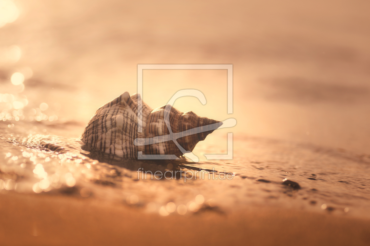 Bild-Nr.: 11487298 Muschel im Meer erstellt von Tanja Riedel