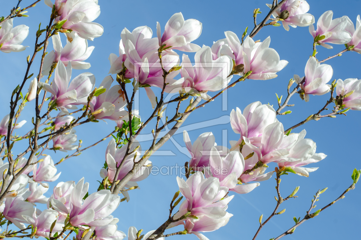 Bild-Nr.: 11487383 Magnolie erstellt von Steffen Gierok