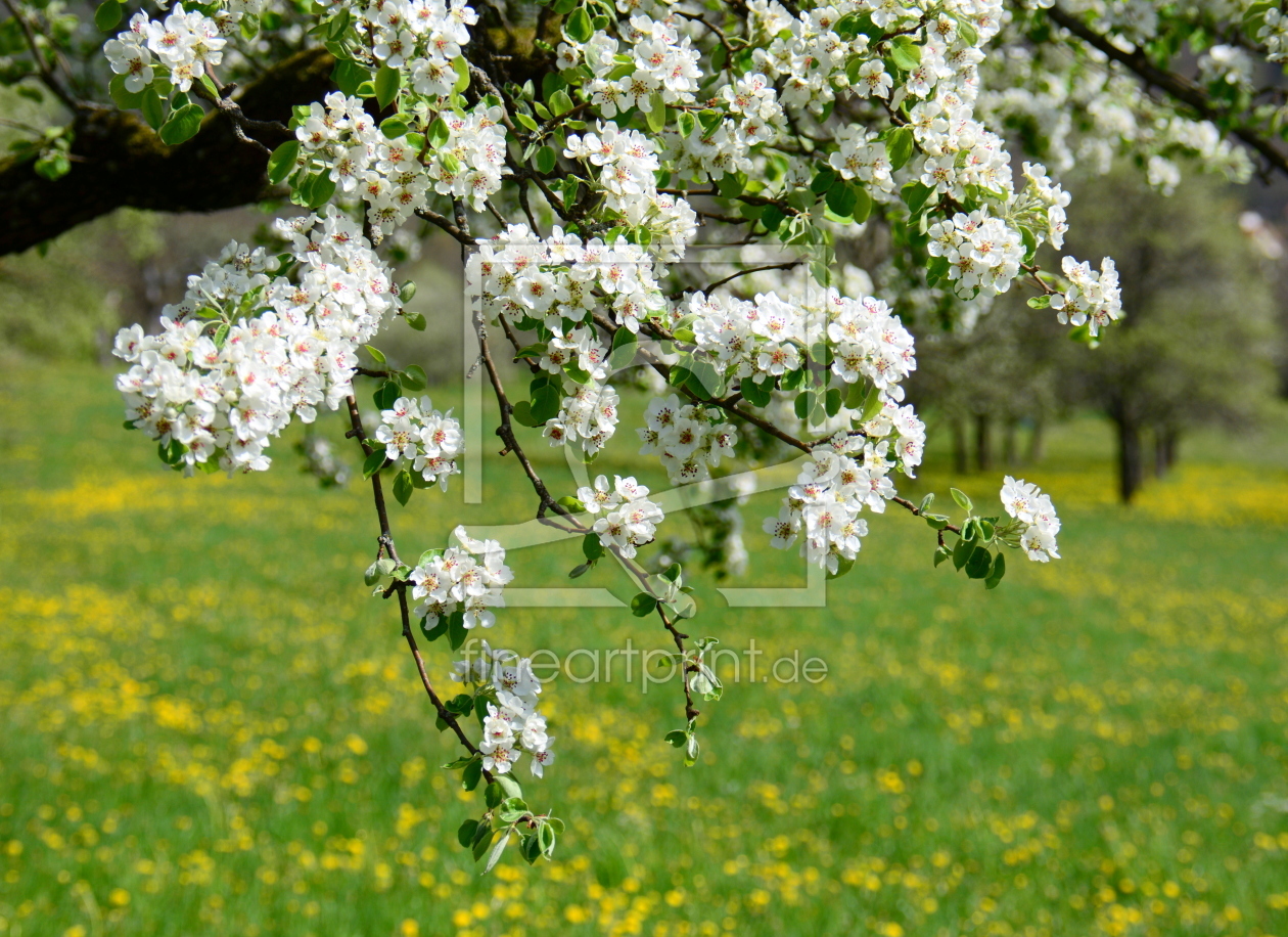 Bild-Nr.: 11487479 Birnbaumblüte erstellt von GUGIGEI