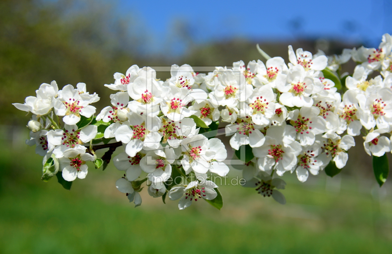 Bild-Nr.: 11487483 Frühling ists ... erstellt von GUGIGEI