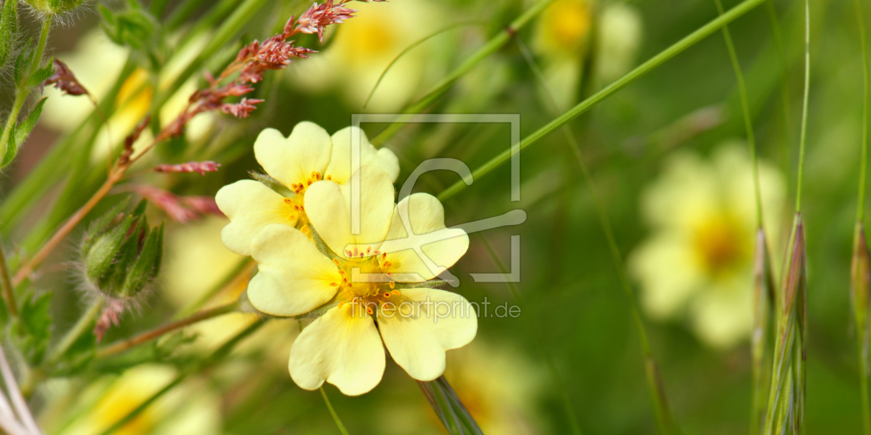 Bild-Nr.: 11487682 Wildblumen erstellt von Atteloi