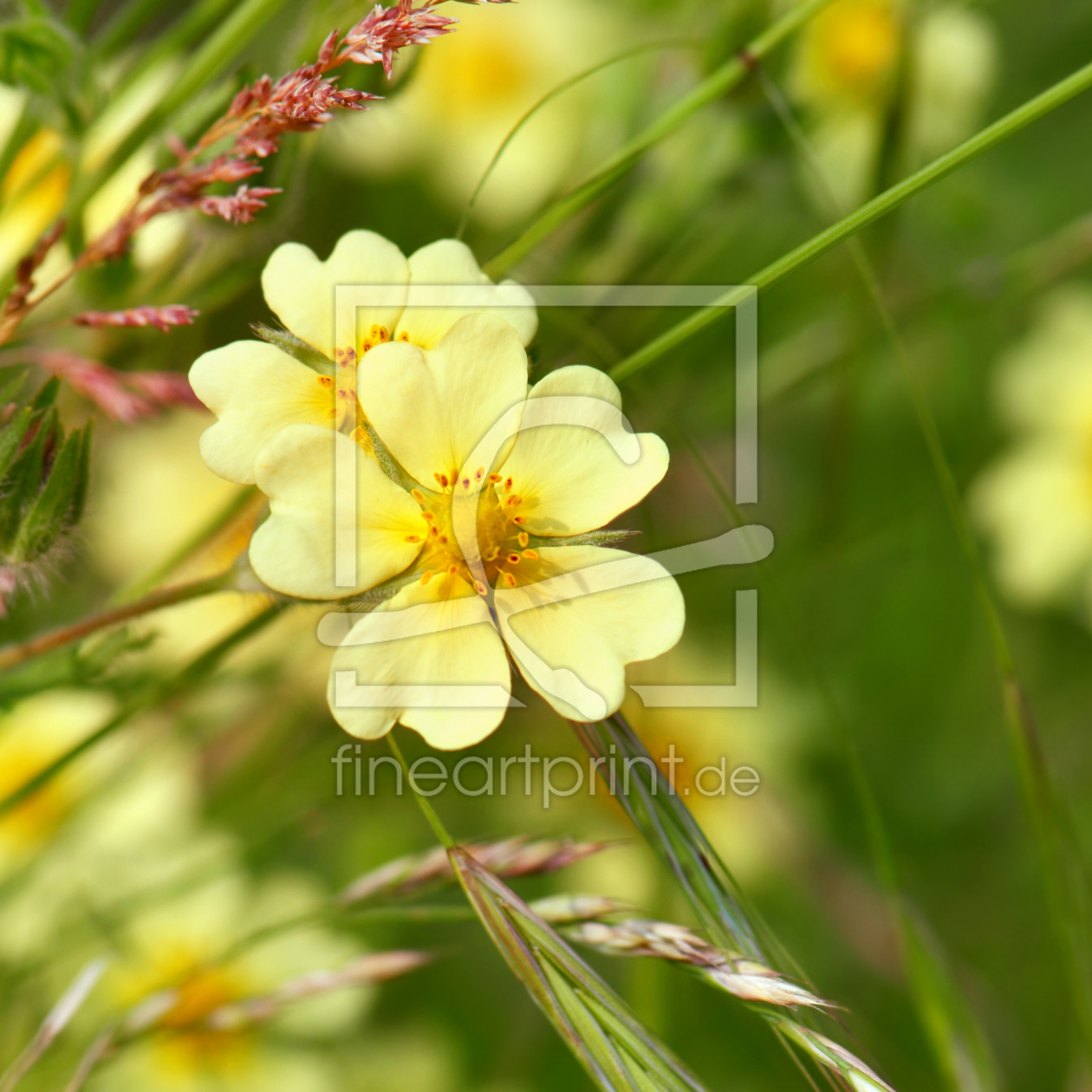 Bild-Nr.: 11487684 Wildblumen erstellt von Atteloi