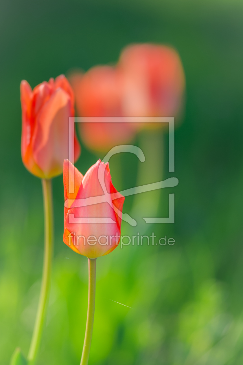 Bild-Nr.: 11487775 FRÜHLING Bild-Nr.: 11487775 FRÜHLING erstellt von Richard-Young