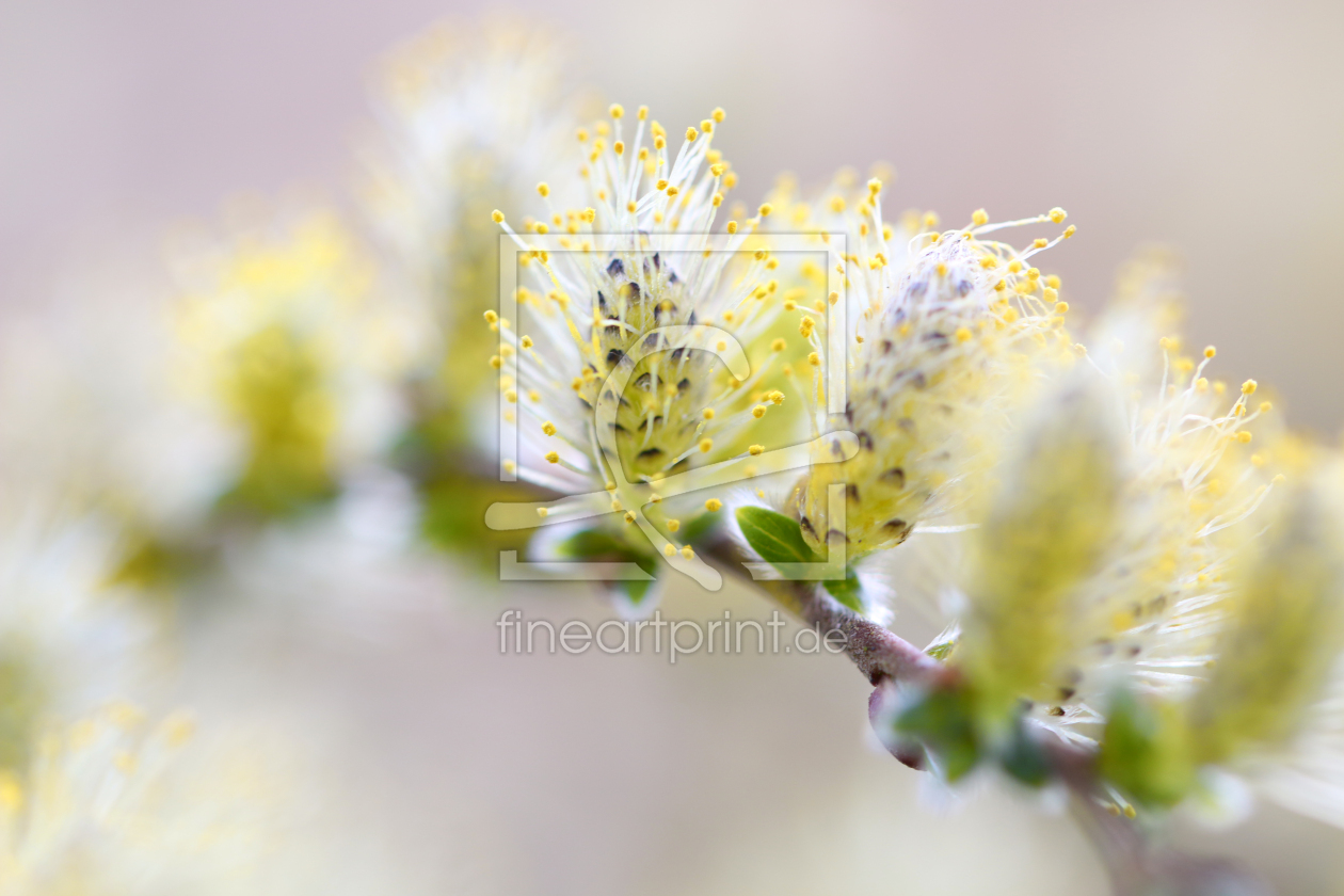 Bild-Nr.: 11487842 Trauerweidekätzchen Salix alba tristis erstellt von Renate Knapp