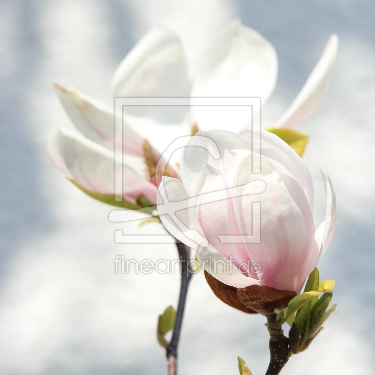 Bild-Nr.: 11487923 Magnolie erstellt von Heike  Hultsch