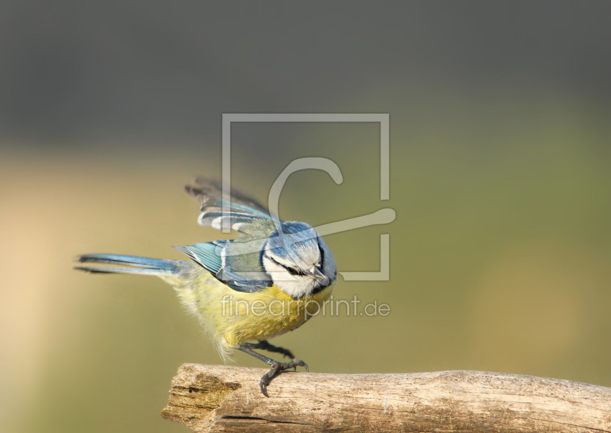 Bild-Nr.: 11487927 Blaumeise Cyanistes caeruleus erstellt von Heike  Hultsch