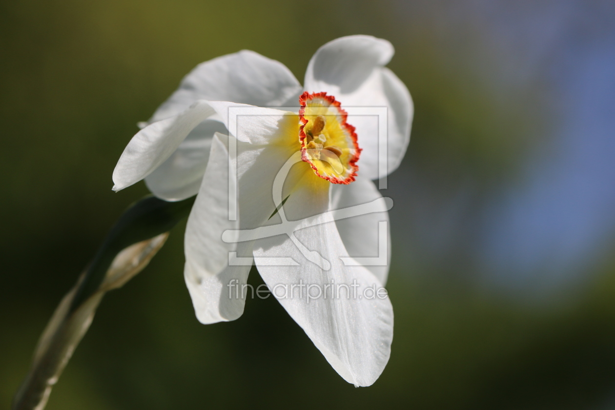 Bild-Nr.: 11488202 Dichternarzisse Narcissus poeticus erstellt von Renate Knapp