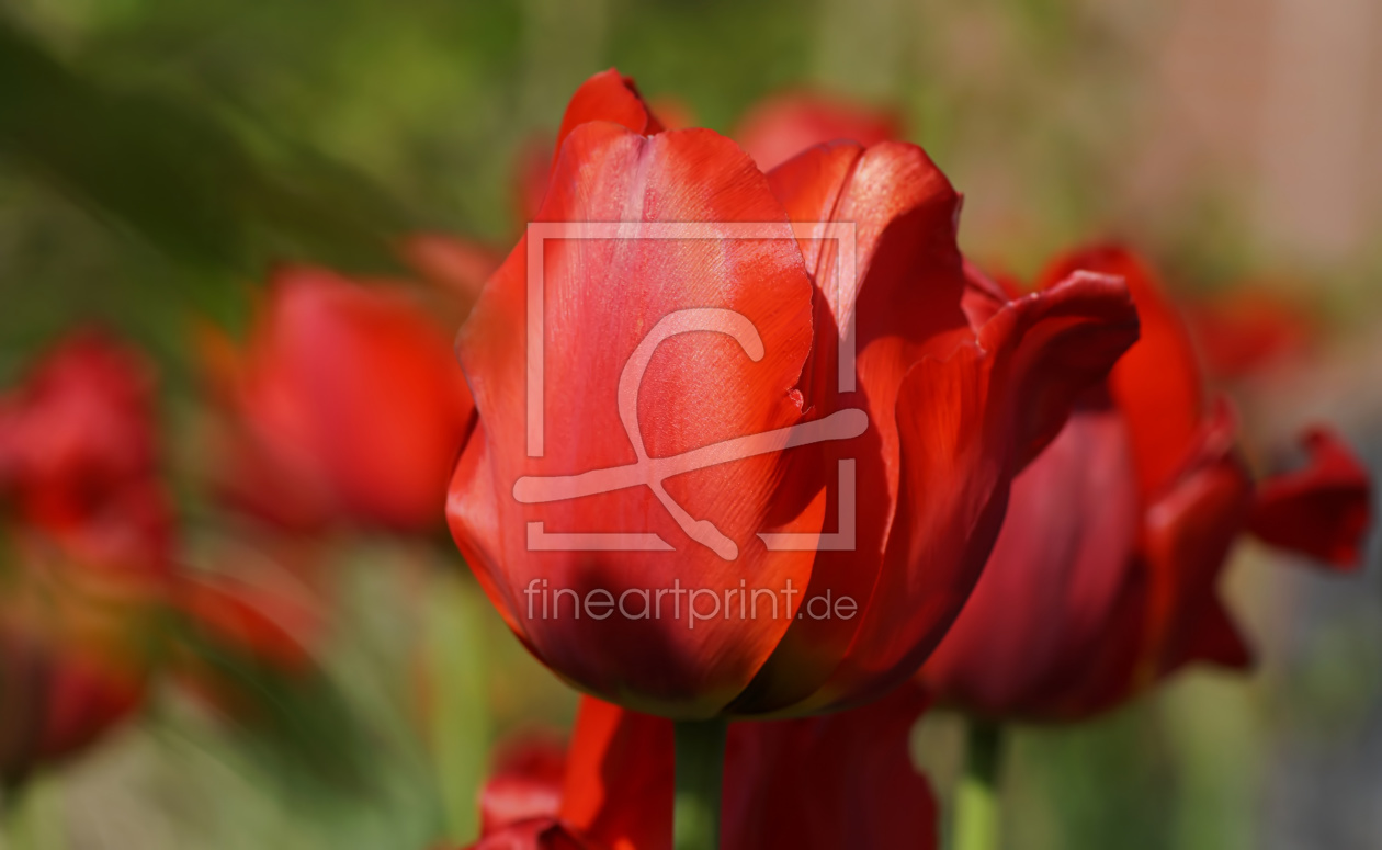 Bild-Nr.: 11488244 Tulpenrausch Bild-Nr.: 11488244 Tulpenrausch erstellt von youhaveadream