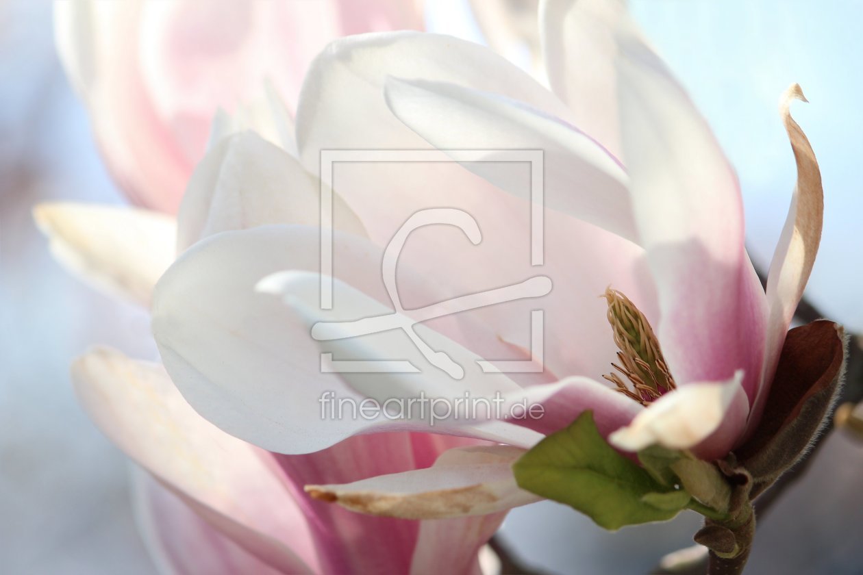 Bild-Nr.: 11488279 Magnolienblüte Bild-Nr.: 11488279 Magnolienblüte erstellt von Heike Hultsch