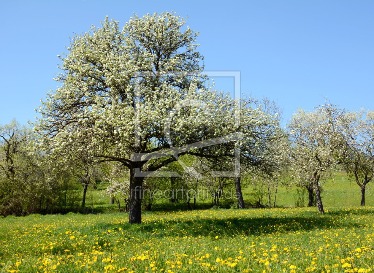 Bild-Nr.: 11488386 .. in der Streuobstwiese .. erstellt von GUGIGEI