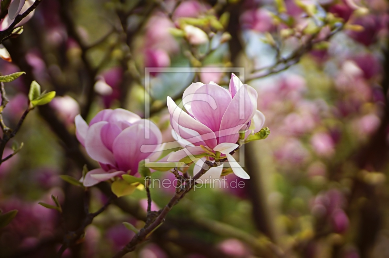 Bild-Nr.: 11488498 Frühlingsfoto erstellt von youhaveadream