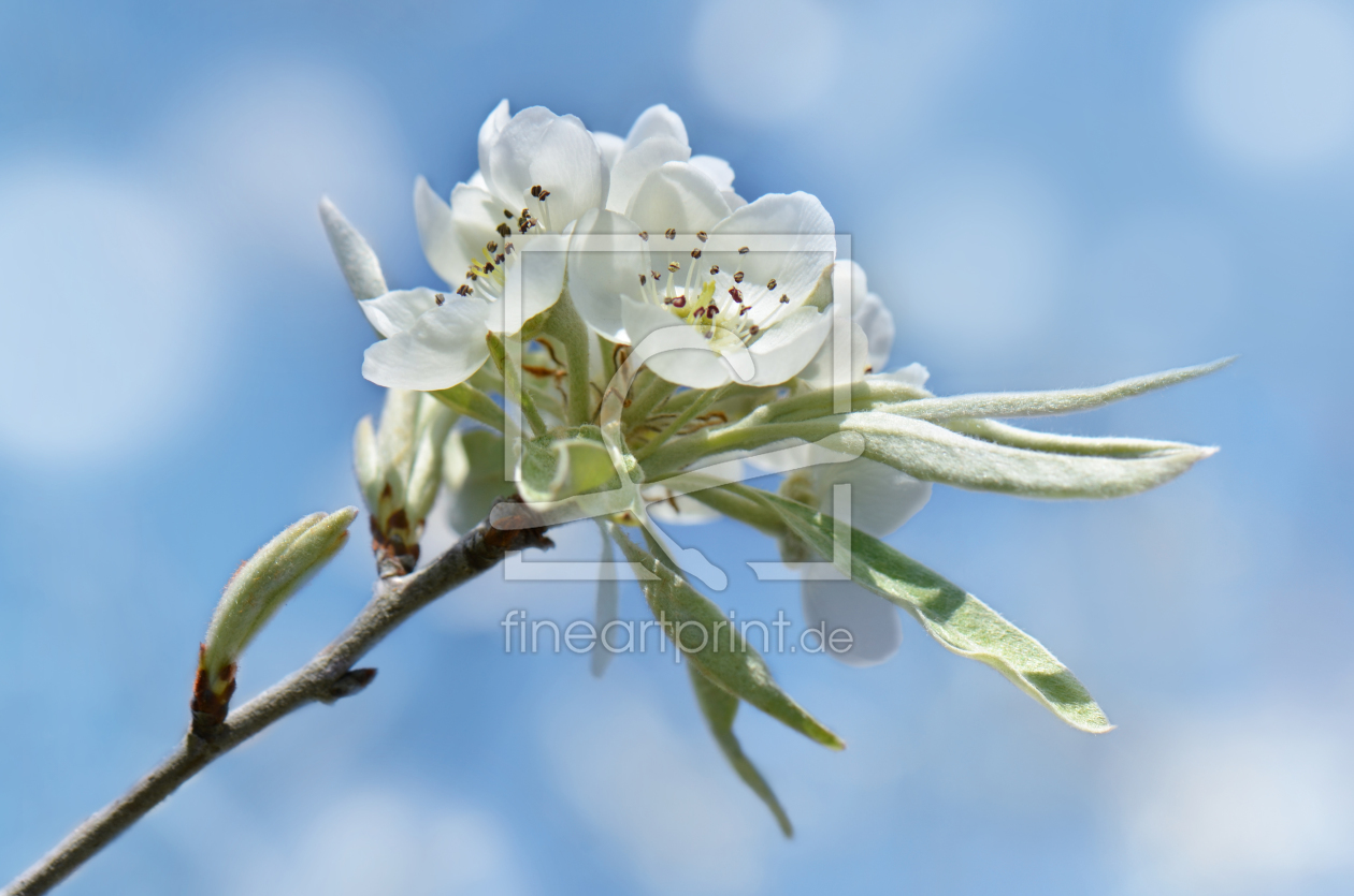 Bild-Nr.: 11488593 Frühlingsblüte erstellt von Atteloi