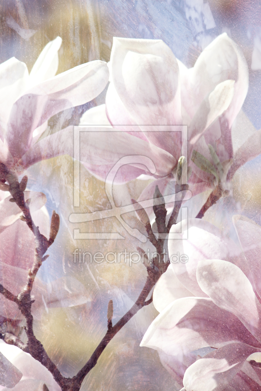 Bild-Nr.: 11488653 Stillleben Magnolie erstellt von Heike  Hultsch
