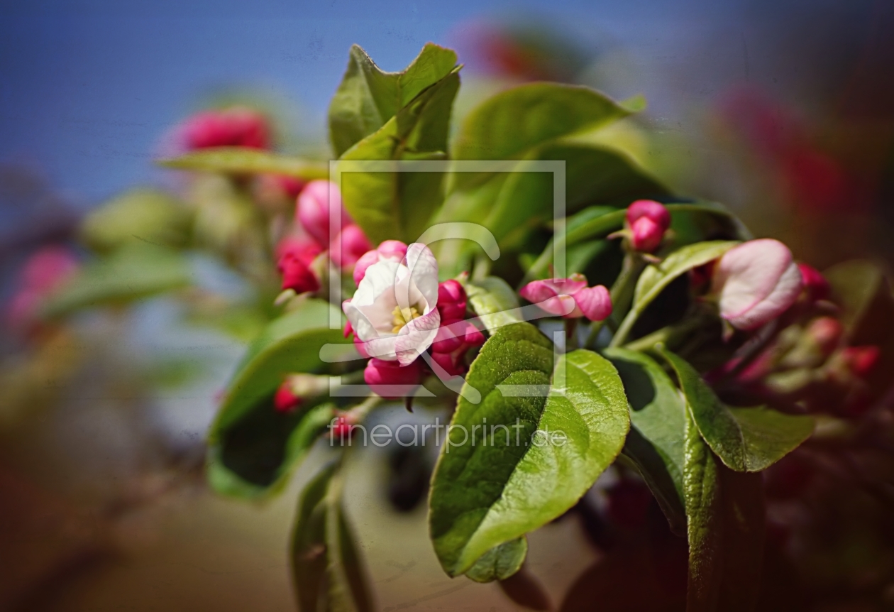 Bild-Nr.: 11489043 Apple Blossom erstellt von youhaveadream