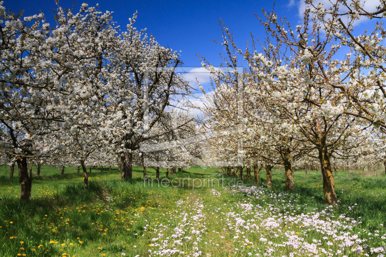 Bild-Nr.: 11489433 Kirschblüte in der Wetterau erstellt von Circumnavigation