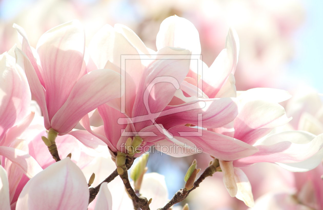 Bild-Nr.: 11489461 Magnolie erstellt von Heike Hultsch