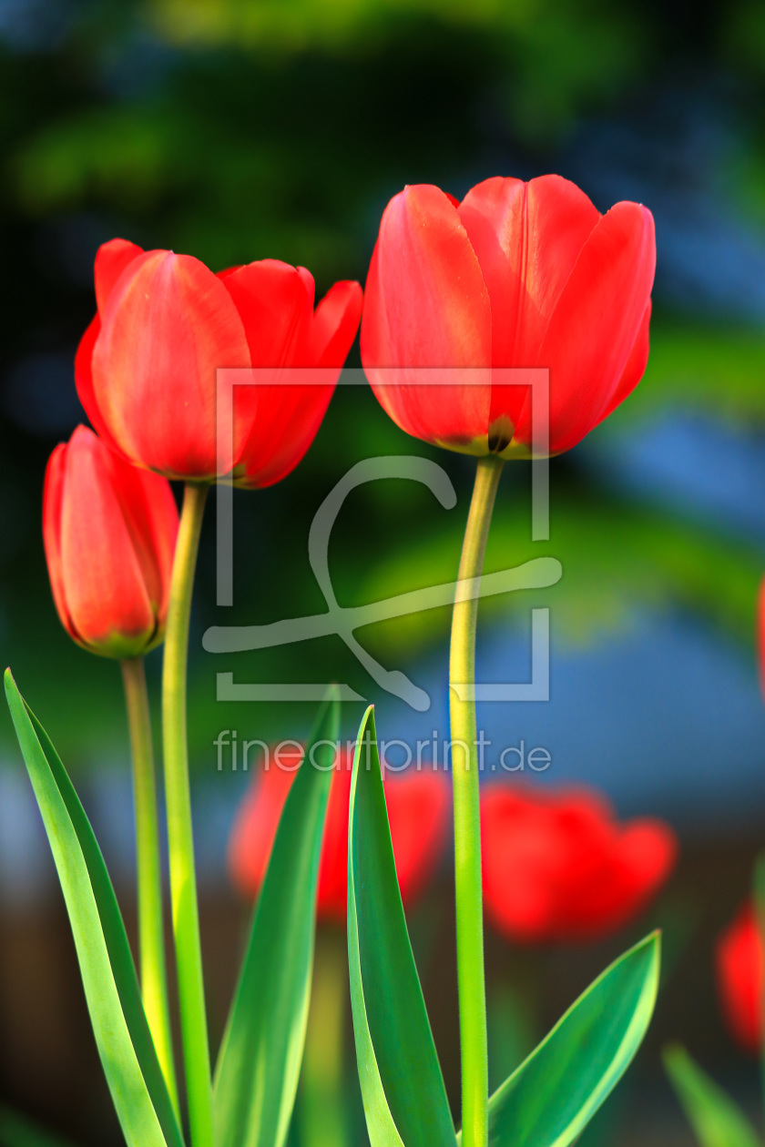 Bild-Nr.: 11489483 Rote Tulpen 2 erstellt von falconer59