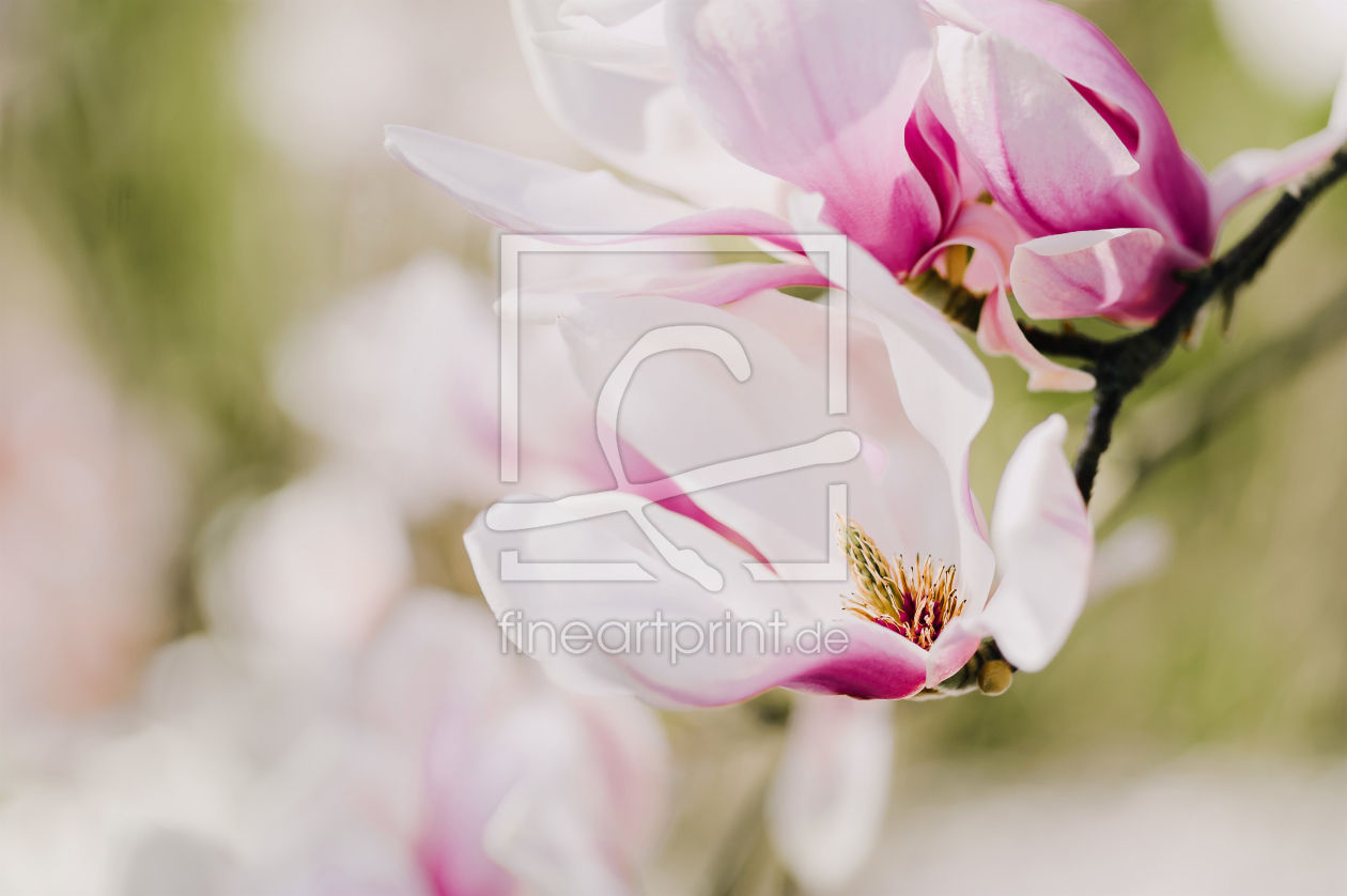 Bild-Nr.: 11489530 Magnolienblüte erstellt von aliasemma