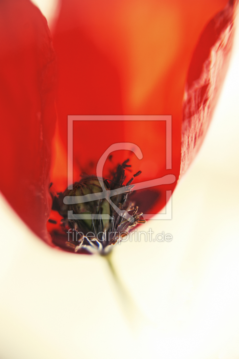 Bild-Nr.: 11489544 Mohnblume II erstellt von Limart