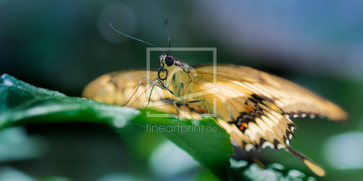 Bild-Nr.: 11489641 butterfly erstellt von Richard-Young