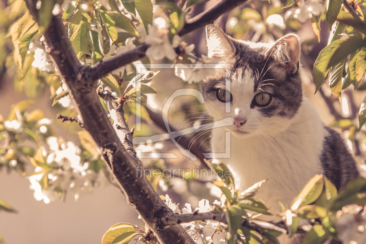Bild-Nr.: 11489676 Katze im Kirschbaum erstellt von Christoph Caina